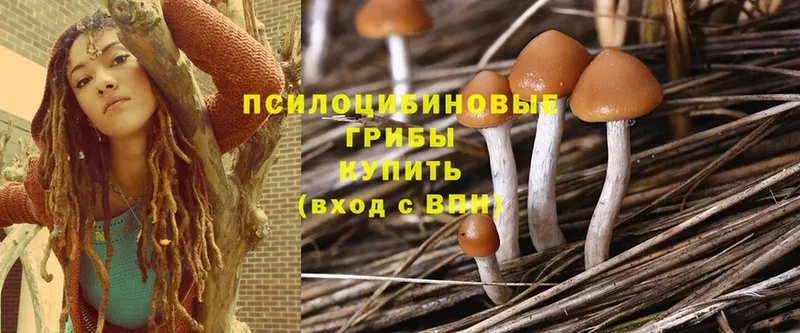 Псилоцибиновые грибы Magic Shrooms  Черкесск 